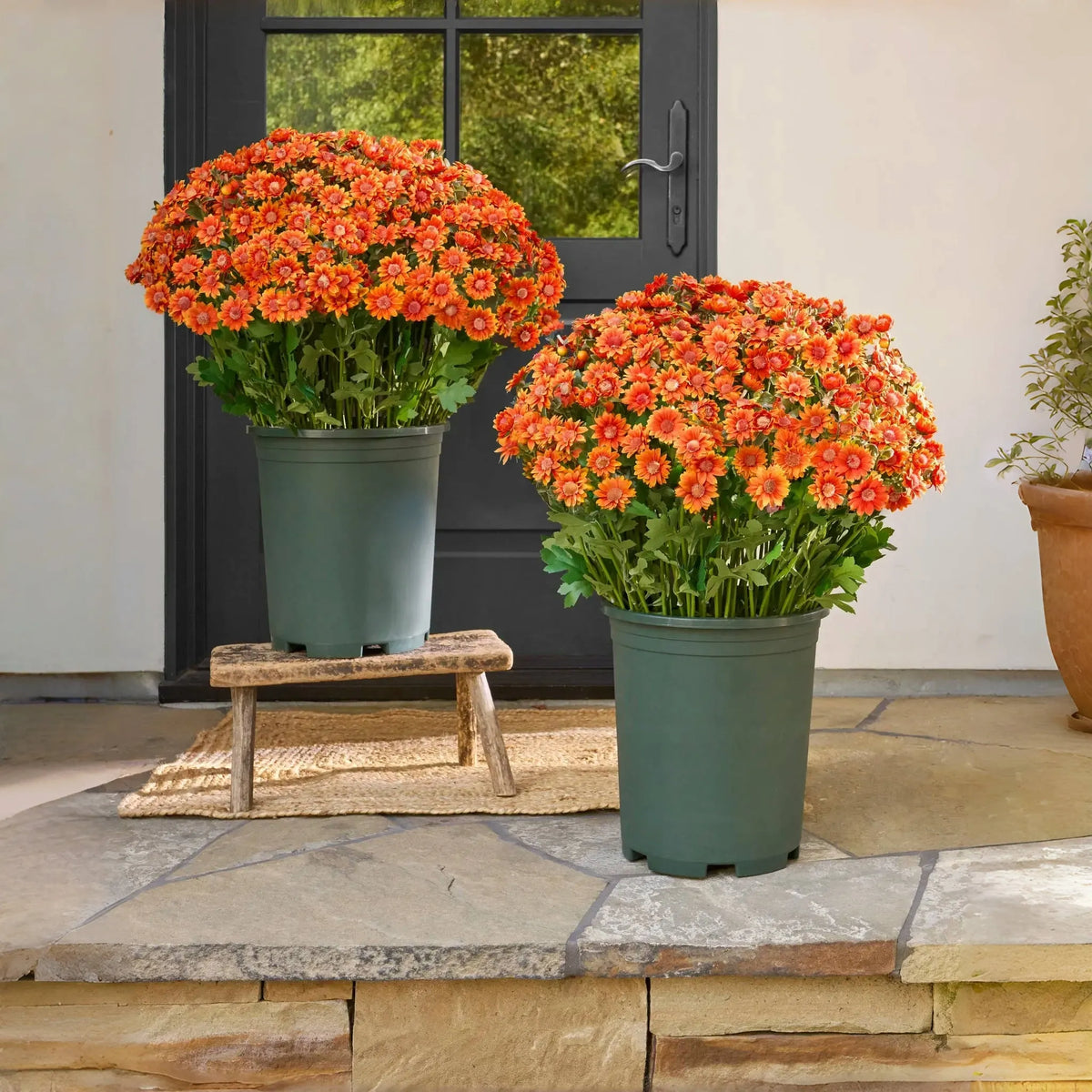 Artificial Outdoor Sunset Mums Flowers-UV resistant, Waterproof, Windproof