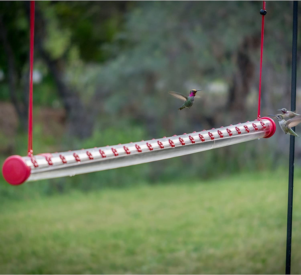 💥50% OFF💥Hanging long tube bird feeder(BUY 2 FREE SHIPPING)