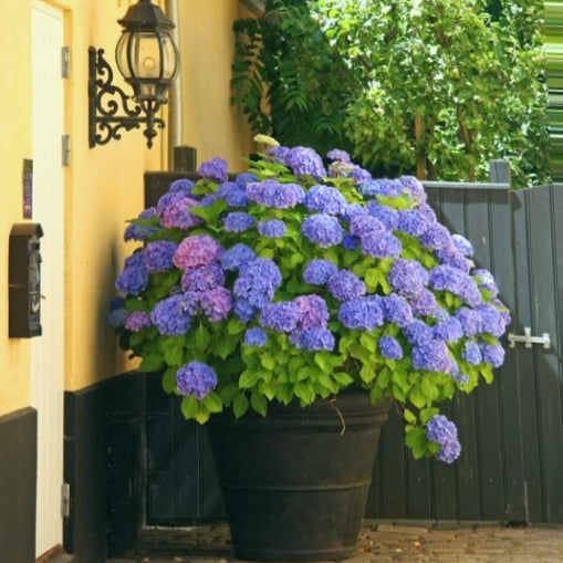 Outdoor Artificial Hydrangea Flowers💐
