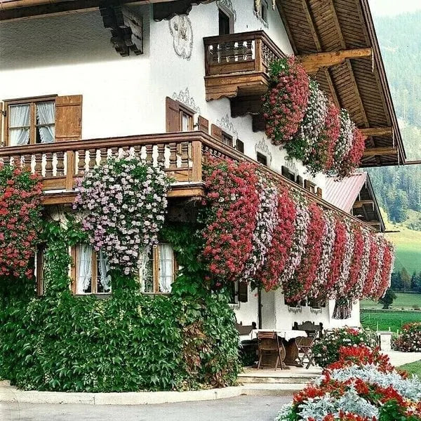 🎄🎁Last Day 70%OFF-🌺Vivid Artificial Hanging Orchid Bunch🌷