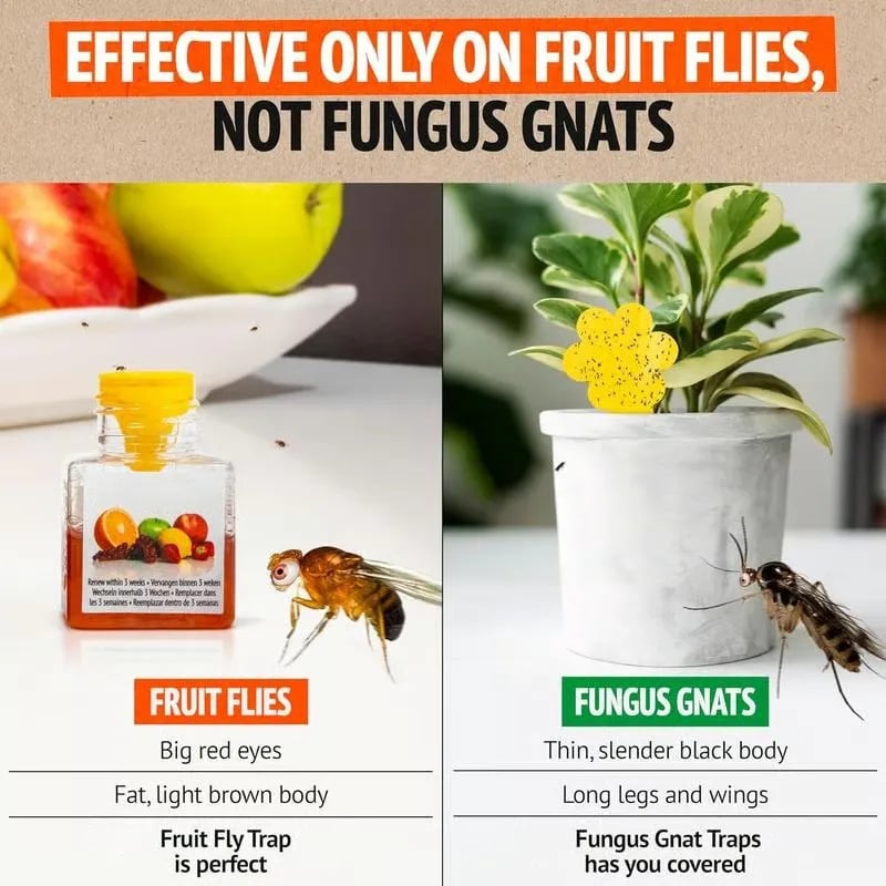 🔥HOT SALE🔥🔥Ultra-Strong Fruit Fly Trap - User Friendly (Up to 3 Weeks per Bottle)