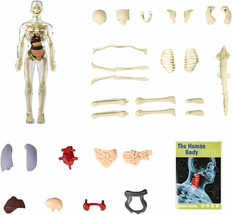 Human Body Model for Kids - STEM Anatomy Toy with Removable Organs