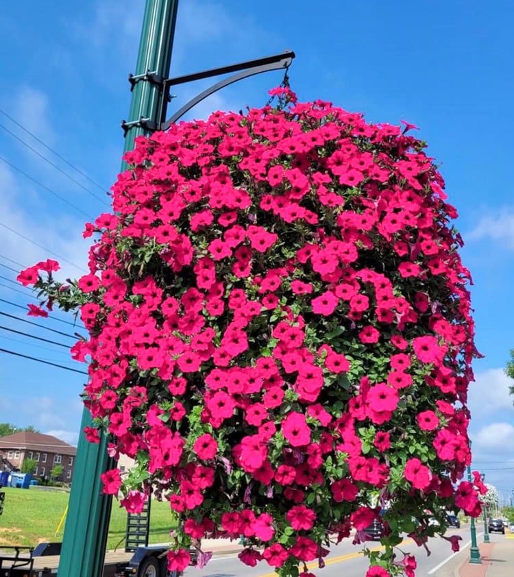 ✨This Week's Special Price $16.98💥UV Simulation Artificial morning glory✨New upgrade hot sales✨