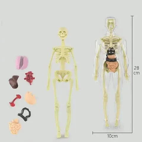 Human Body Model for Kids - STEM Anatomy Toy with Removable Organs