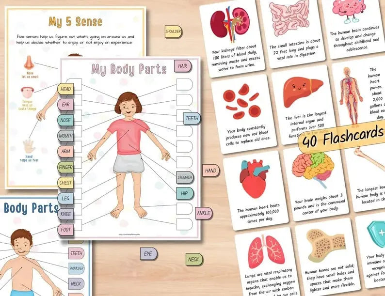 Human Anatomy Busy Book