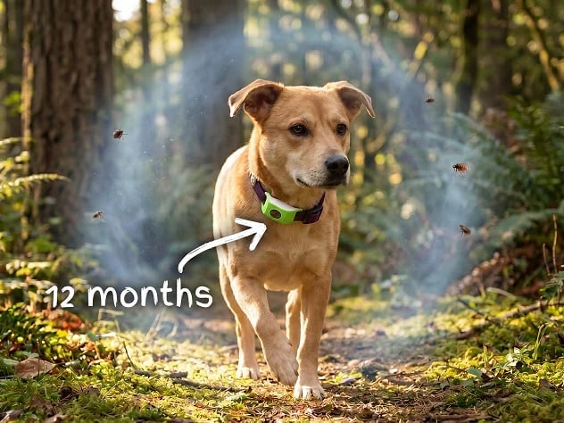 🔥 HOT SALE 🔥⏰Last Day 66% OFF-🐕12 Months Flea and Tick Free