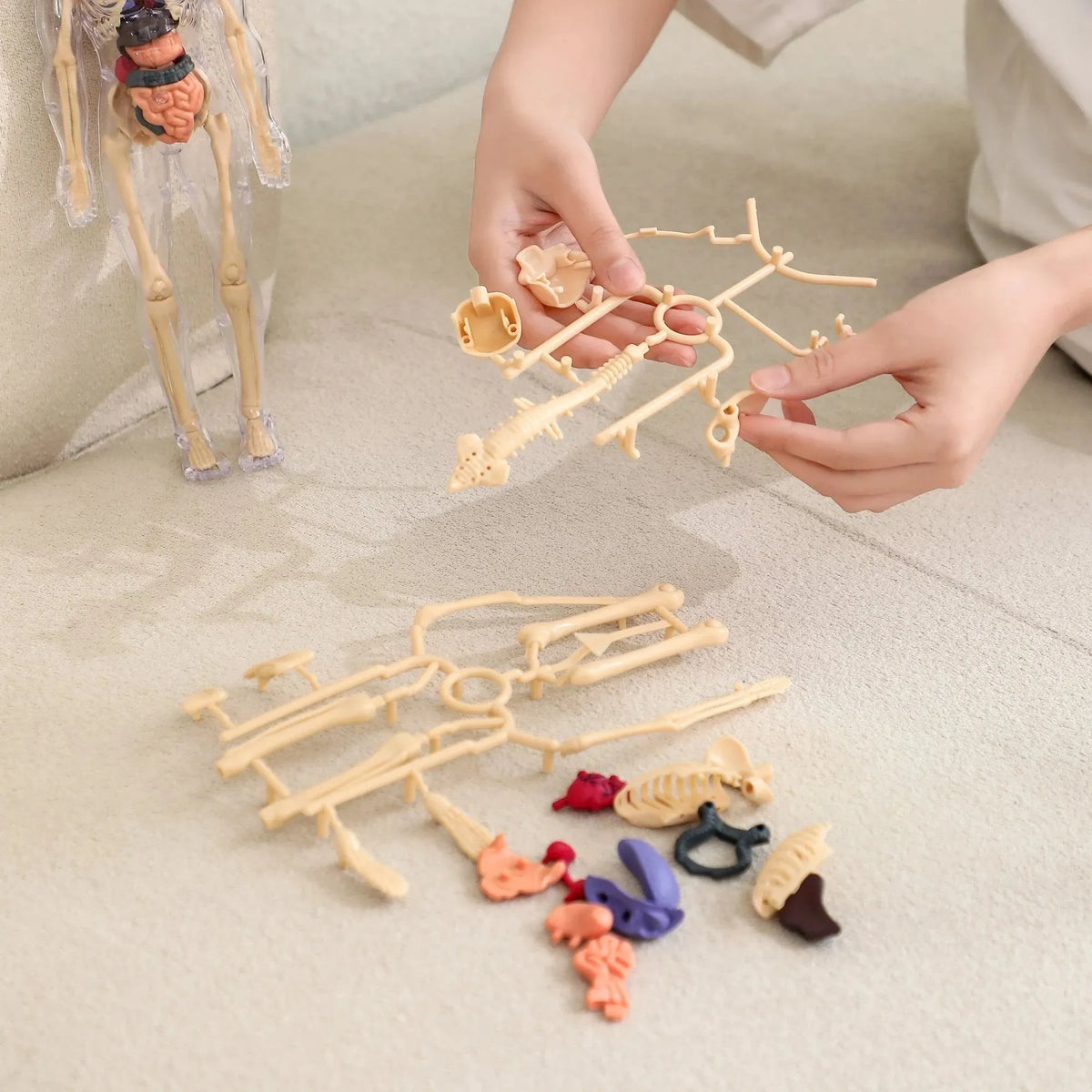 Human Body Model for Kids - STEM Anatomy Toy with Removable Organs