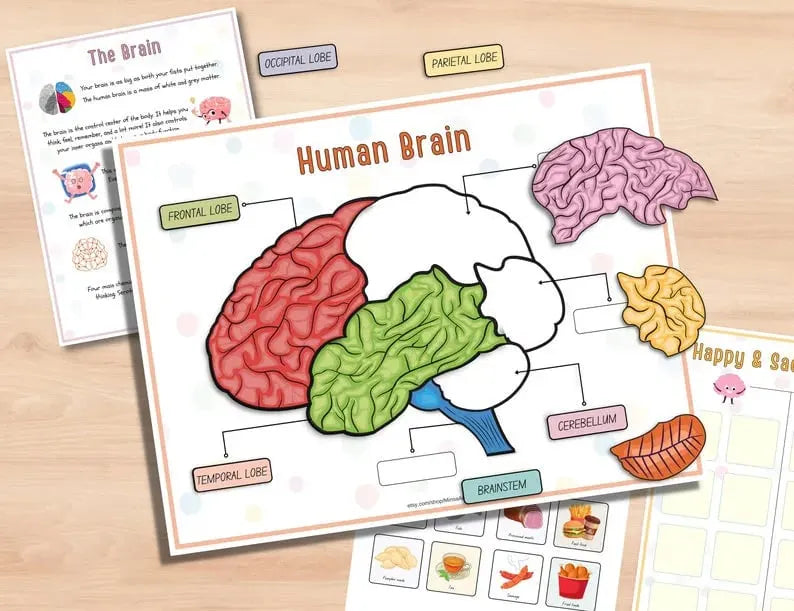 Human Anatomy Busy Book