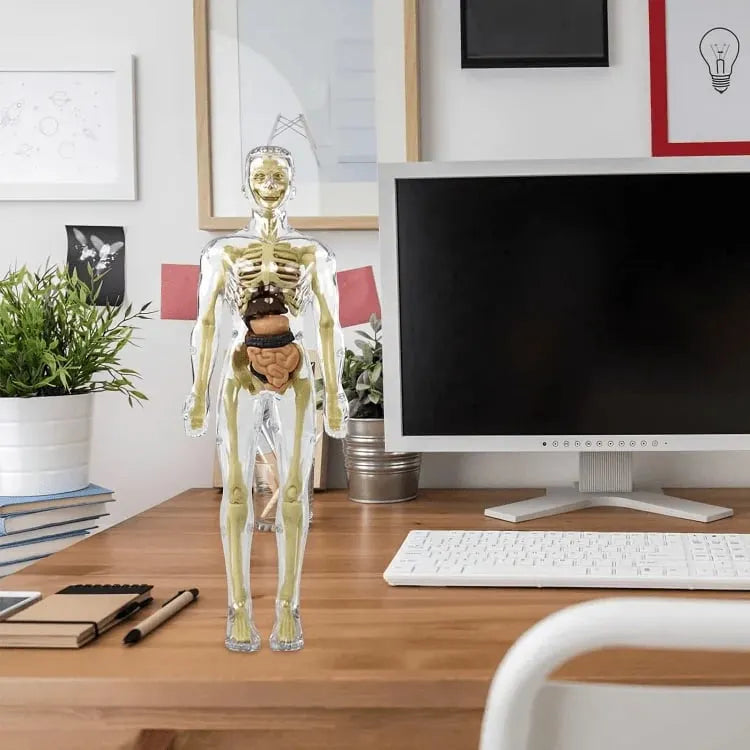 Human Body Model for Kids - STEM Anatomy Toy with Removable Organs
