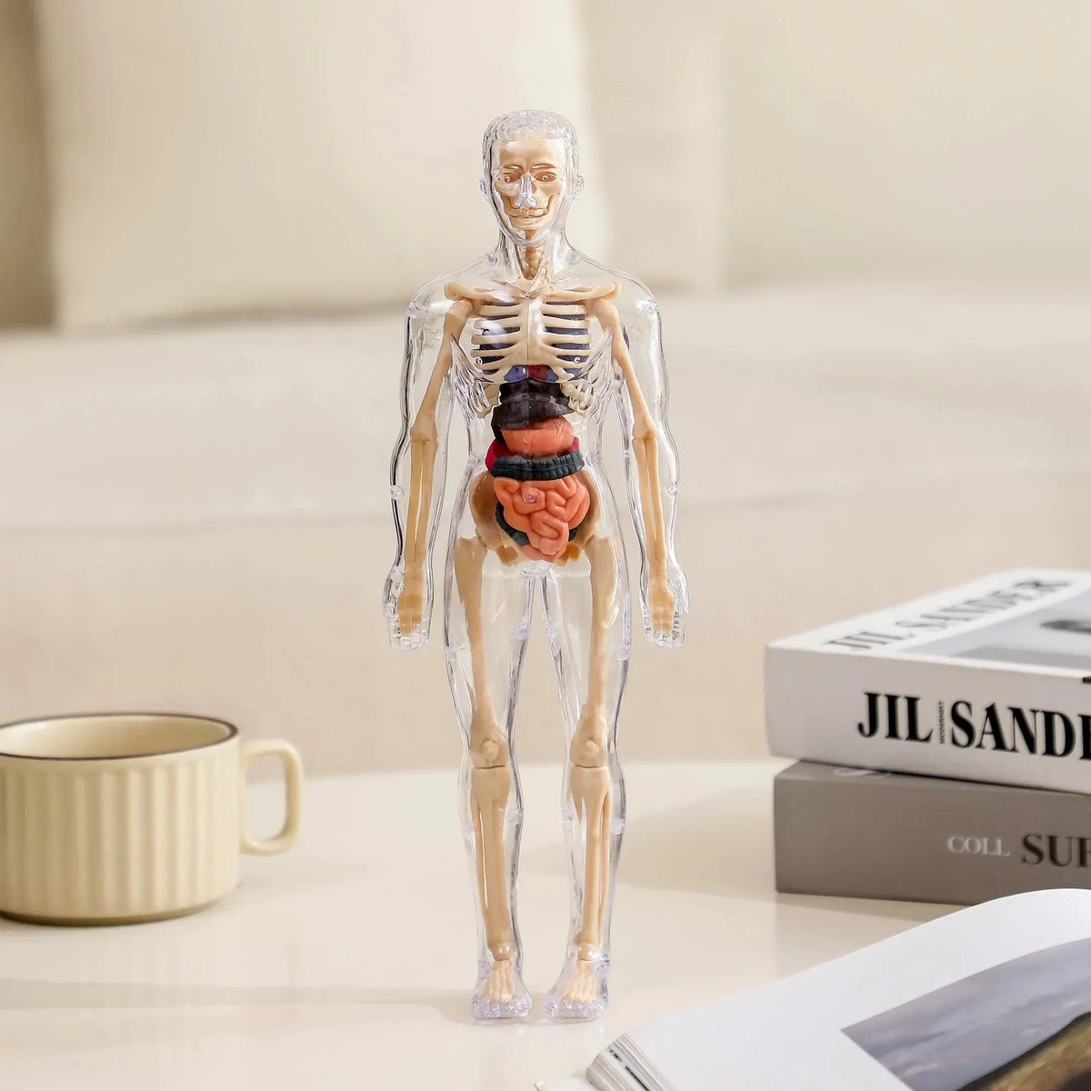 Human Body Model for Kids - STEM Anatomy Toy with Removable Organs