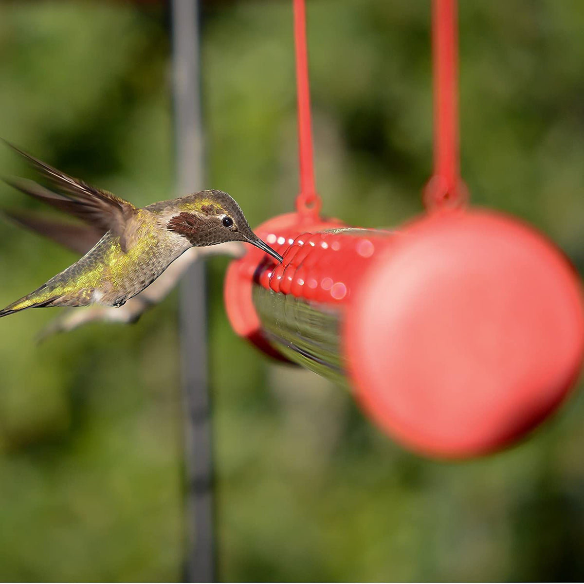 💥50% OFF💥Hanging long tube bird feeder(BUY 2 FREE SHIPPING)