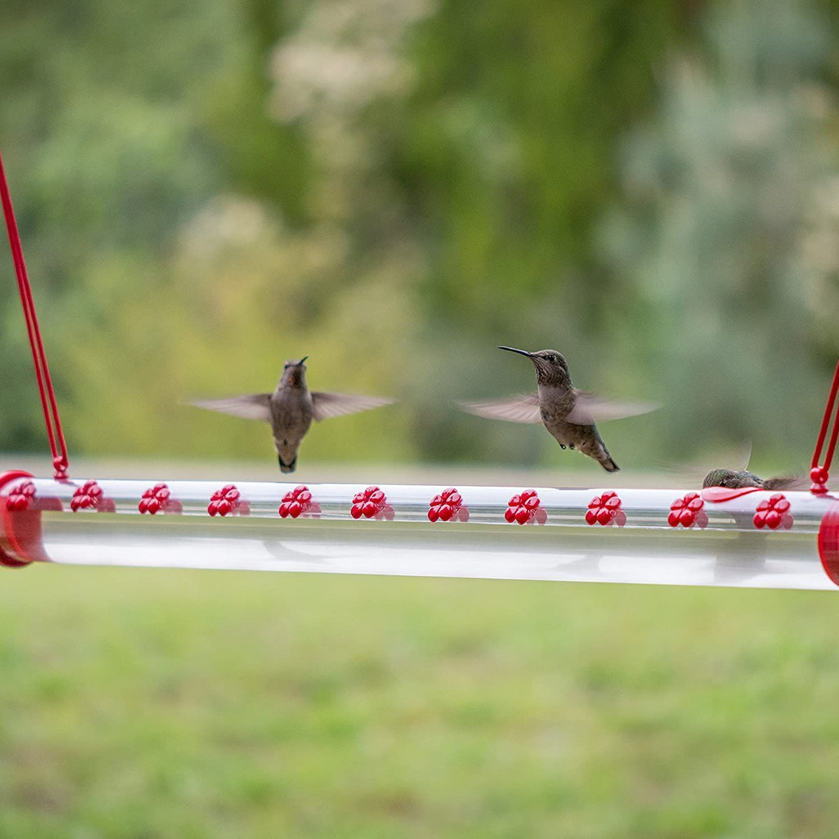 💥50% OFF💥Hanging long tube bird feeder(BUY 2 FREE SHIPPING)