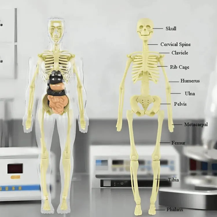 Human Body Model for Kids - STEM Anatomy Toy with Removable Organs