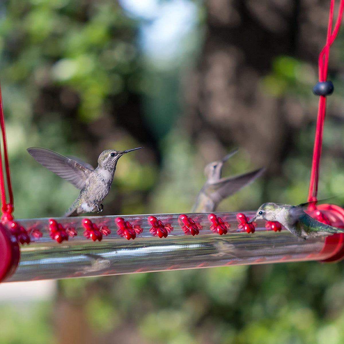 💥50% OFF💥Hanging long tube bird feeder(BUY 2 FREE SHIPPING)