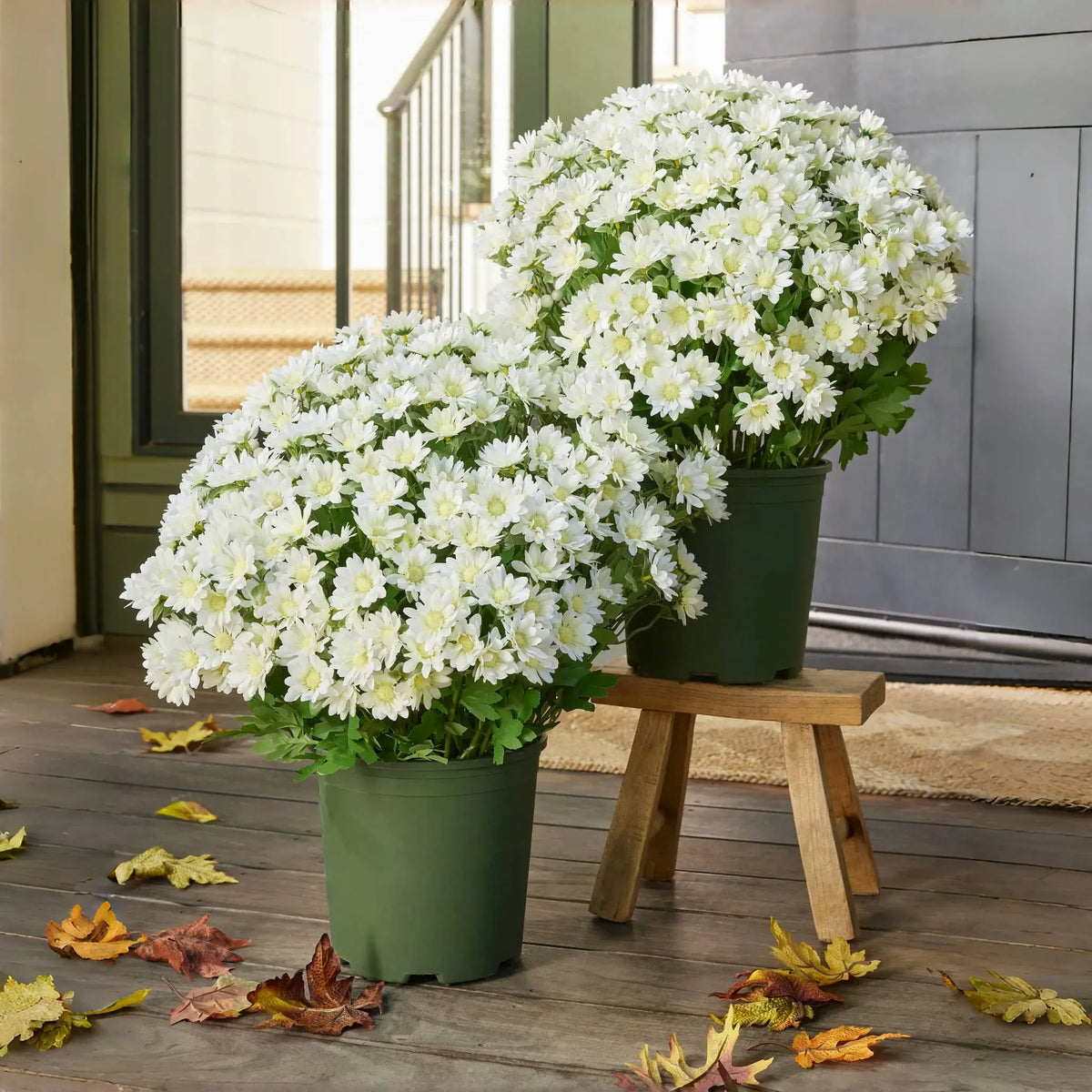 Artificial Outdoor Sunset Mums Flowers-UV resistant, Waterproof, Windproof