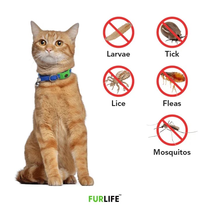 🔥 HOT SALE 🔥⏰Last Day 66% OFF-🐕12 Months Flea and Tick Free