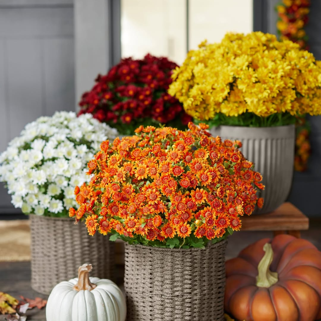 Artificial Outdoor Sunset Mums Flowers-UV resistant, Waterproof, Windproof