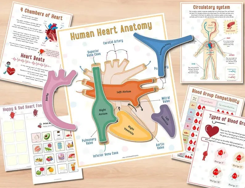 Human Anatomy Busy Book