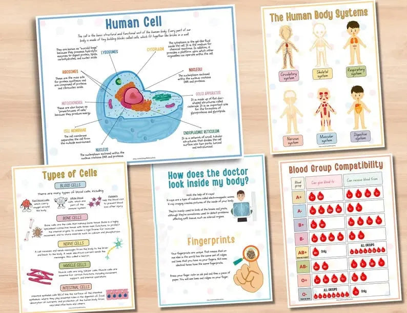 Human Anatomy Busy Book