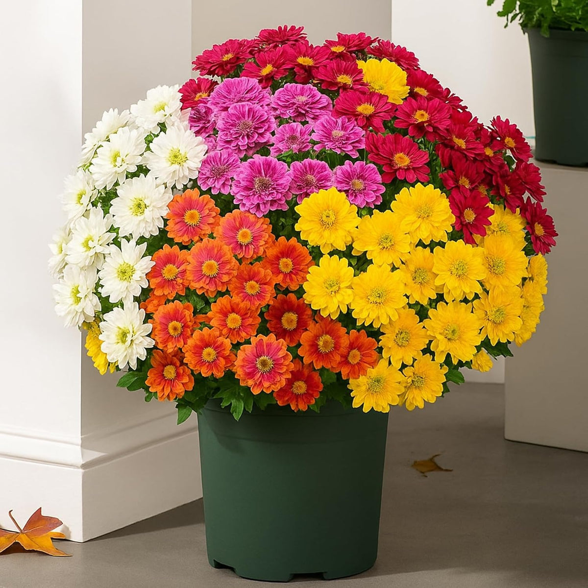Artificial Outdoor Sunset Mums Flowers-UV resistant, Waterproof, Windproof
