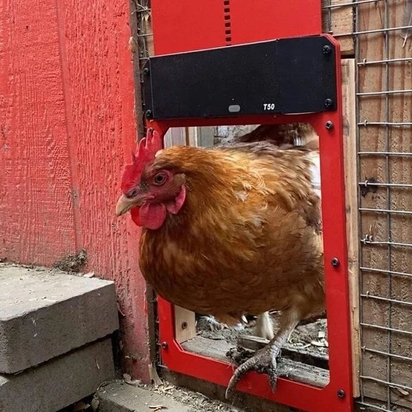 (Early Mother's Day Sale- SAVE 48% OFF) Light induction Automatic Chicken House Door - Free Shipping Now
