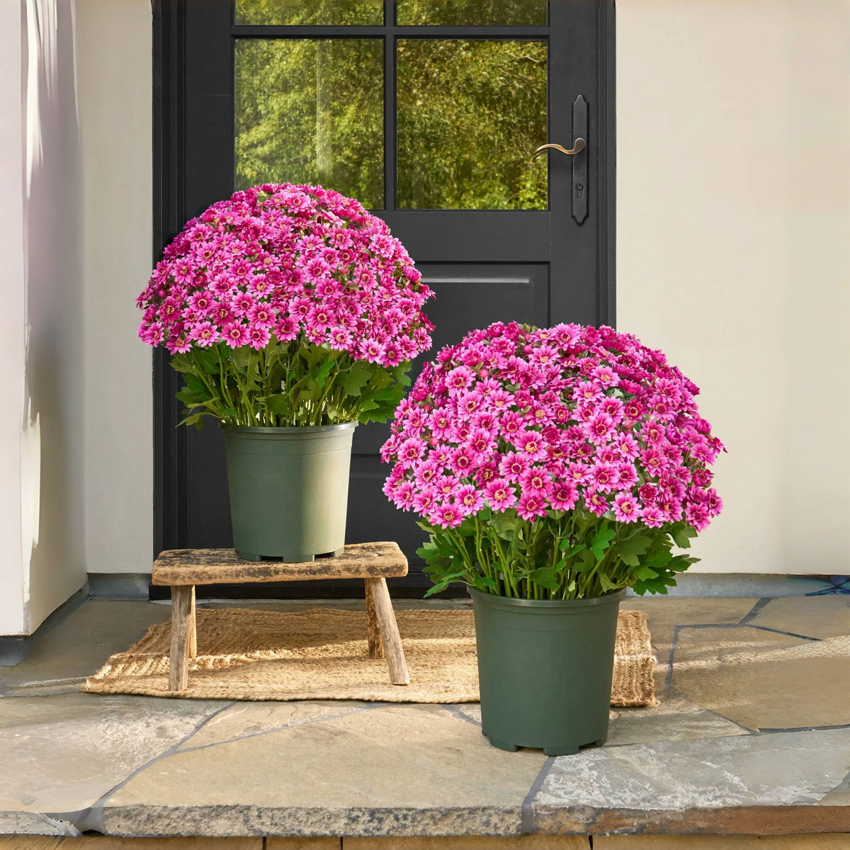 Artificial Outdoor Sunset Mums Flowers-UV resistant, Waterproof, Windproof